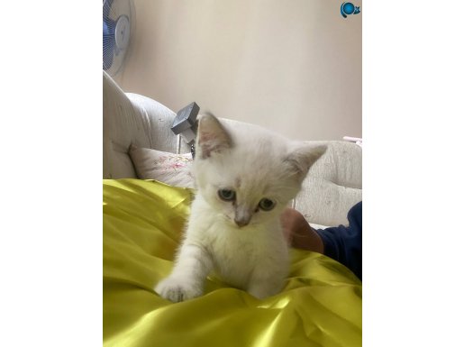 British Shorthair BluePoint Şaşkın Yaramazlar