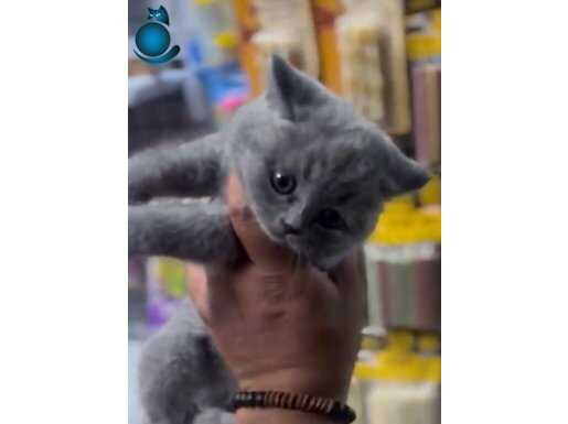 British Shorthair Anne Baba Gerçek Irk