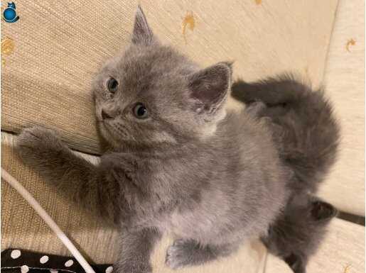 British Shorthair Nazlı ve Cana Yakın