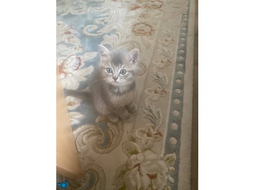 British Shorthair BluePoint Son İki Yavrum