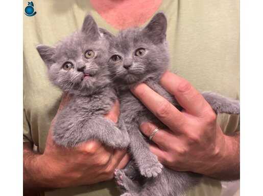 British Shorthair,Şaşkın ve Masum Yavrularım