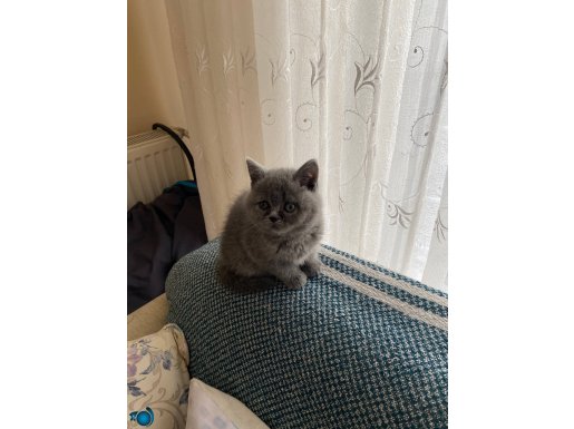 British Shorthair,Akıllı ve Mülayim Yavrularım