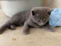 British Shorthair Oyuncu ve Şaşkın