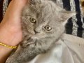 British Shorthair Yavrularım