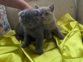 British Shorthair Yaramaz Yavrularım