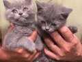 British Shorthair Son 2 Yavrum