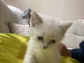 British Shorthair BluePoint Şaşkın Yaramazlar