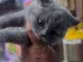 British Shorthair Anne Baba Gerçek Irk