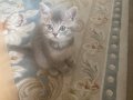 British Shorthair BluePoint Son İki Yavrum