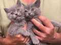 British Shorthair,Şaşkın ve Masum Yavrularım