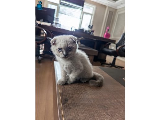 3 aylık scottish fold bay mırıltı