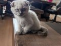 3 aylık scottish fold bay mırıltı