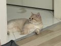 British Shorthair Golden Dişi 4 Aylık Yavru