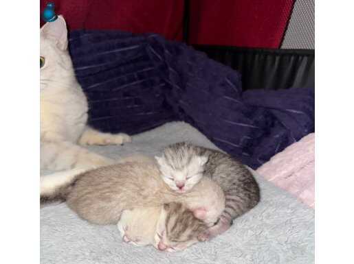 British Shorthair Yavruları