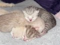 British Shorthair Yavruları