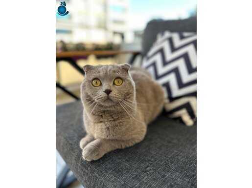 Scottish Fold Erkek Çiftleştirme İlanı