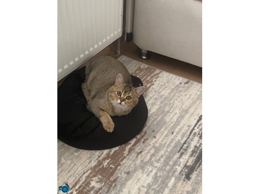 British shorthair golden 