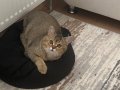 British shorthair golden 