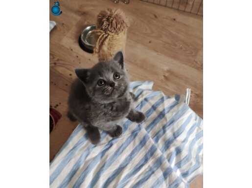 2 AYLIK BRITISH SHORTHAIR DİŞİ BEBEKLER ANNE SCOTISH