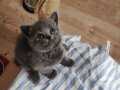 2 AYLIK BRITISH SHORTHAIR DİŞİ BEBEKLER ANNE SCOTISH