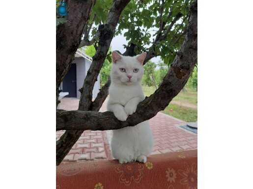 British shorthair 