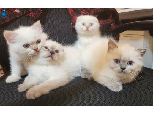 Scottish Fold Blue Point Yavruları