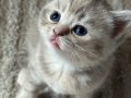 Yavru british shorthair kedimiz 