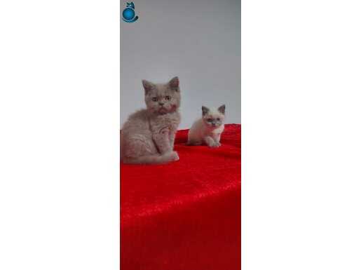 Safkan british shorthair yavruları 2aylık 