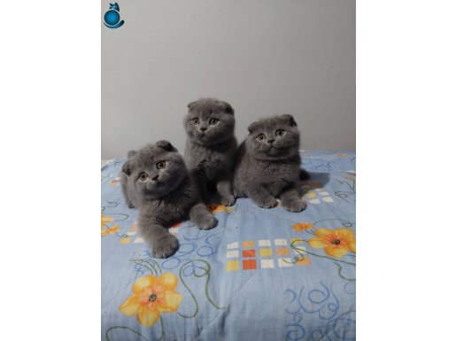 Safkan DİŞİ scottish fold yavruları 