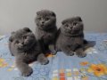 Safkan DİŞİ scottish fold yavruları 