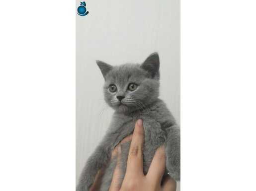 Teslime hazır british shorthair 