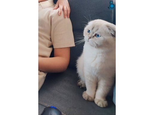 Kedimiz Scottish Fold Blue Point özel ırktır, Babası 'nın ci