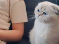 Kedimiz Scottish Fold Blue Point özel ırktır, Babası 'nın ci