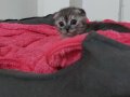 Scottish fold ari ırk