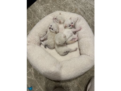 SAFKAN British shorthair bembeyza mavi gözlü yavrularımız