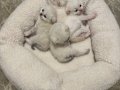 SAFKAN British shorthair bembeyza mavi gözlü yavrularımız