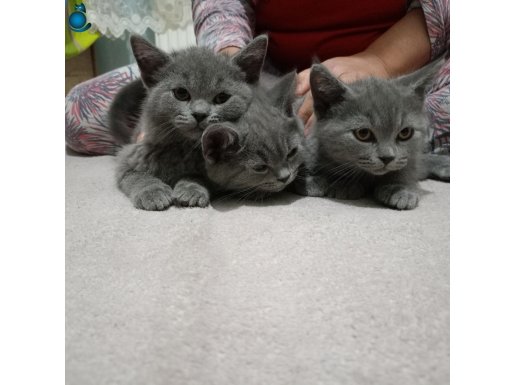 british shorthair safkan yavrular