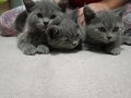 british shorthair safkan yavrular