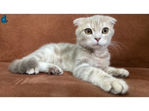 Scottish fold ve chincilla yavrusu olan kedimiz 5 aylıktır 