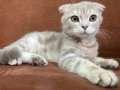 Scottish fold ve chincilla yavrusu olan kedimiz 5 aylıktır 