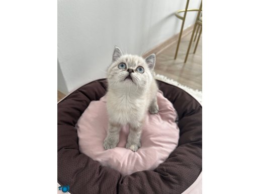 British Shorthair 2 AYLIK DİŞİ TÜM EŞYALARI İLE BİRLİKTE