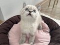 British Shorthair 2 AYLIK DİŞİ TÜM EŞYALARI İLE BİRLİKTE