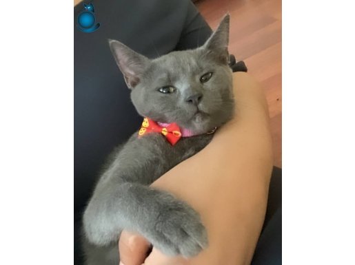 ücretsiz british shorthair kedi istanbul’da 