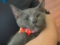 ücretsiz british shorthair kedi istanbul’da 