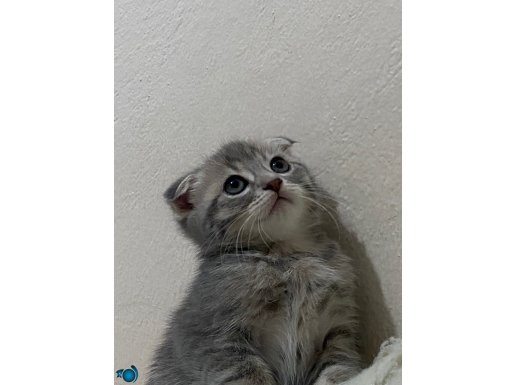 scottish fold