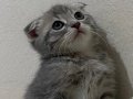 scottish fold