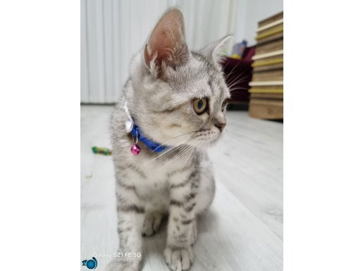 British shorthair yavru 3 aylik yeni sahibini ariyor