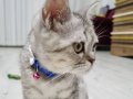 British shorthair yavru 3 aylik yeni sahibini ariyor