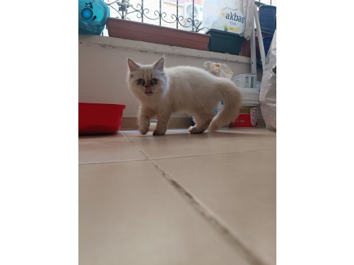 BRİTİSH SHORTHAIR IRAN PERSIAN (PUG İLE TAKAS OLUR)