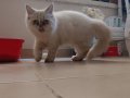 BRİTİSH SHORTHAIR IRAN PERSIAN (PUG İLE TAKAS OLUR)